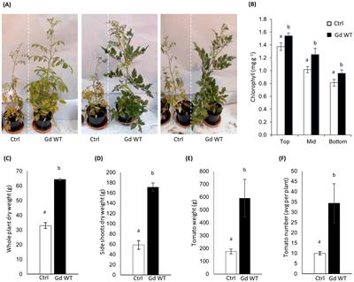 Gluconacetobacter diazotrophicus AZ0019 requires functional nifD gene for optimal plant growth promotion in tomato plants